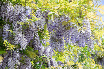Blooming wisteria vines with clusters of light purple flowers and green leaves under the bright spring sun. Beautiful urban landscaping, Wisteria in gardening
