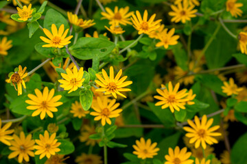 Close-up of vibrant yellow wildflowers with green leaves, creating a fresh and cheerful natural scene, perfect for backgrounds, garden themes, or environmental advertising concepts.