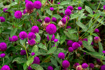 Beautiful purple globe amaranth flowers blooming in a vibrant garden, creating a lively and...