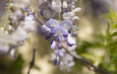 Close-up of delicate wisteria flowers in soft focus, with pastel purple petals glowing in gentle sunlight.