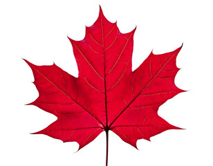 Vibrant red maple leaf isolated on white.  Perfect for autumn themes, nature designs, or symbolic representations of change and growth.