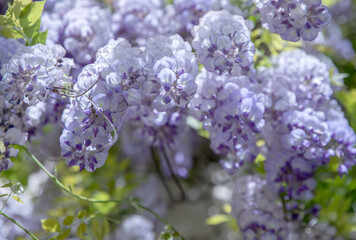 Blooming wisteria vines with clusters of light purple flowers and green leaves under the bright spring sun. Beautiful urban landscaping, Wisteria in gardening
