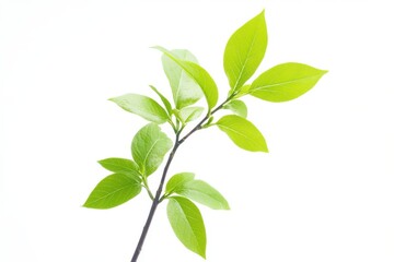 Fototapeta premium Branch with fresh green leaves on white
