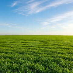 Fototapeta premium green wheat field and blue sky