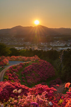 ツツジと夕陽