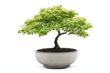 Obraz premium Bonsai tree in pot on a plain backdrop