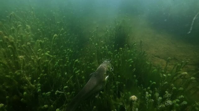 A wels catfish (Silurus glanis) is captured in the rare act of swallowing a large northern pike (Esox lucius), its thick belly stretching as the pike&rsquo;s tail remains visible from its gaping mouth. 