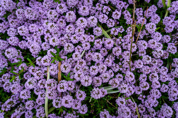 A dense cluster of small purple flowers in full bloom, forming a vibrant ground cover