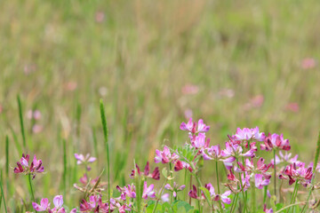 見沼田んぼのレンゲ