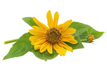 Vibrant Yellow Sunflower in Full Bloom