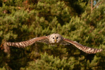 Ural owl (Strix uralensis) flies head-on with piercing eyes and widespread wings against a lush...