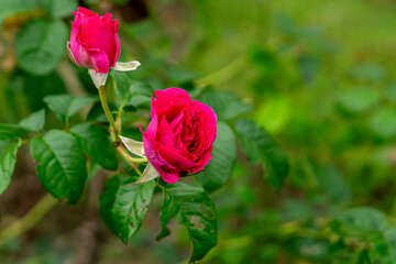 Close-up of two deep pink roses in various blooming stages, set against a natural green background. The vivid petals and lush leaves highlight elegance and romantic beauty.