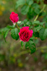 Close-up of two deep pink roses in various blooming stages, set against a natural green background. The vivid petals and lush leaves highlight elegance and romantic beauty.