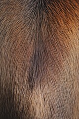 Close up of Brown Horse Coat Fur Texture Detail Animal Body Natural Pattern Macro Shot