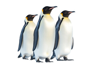 Fototapeta premium Emperor penguins