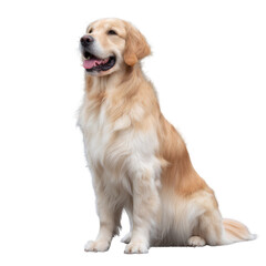 Fototapeta premium A cheerful golden retriever dog sitting gracefully, showcasing its friendly demeanor and beautiful coat against a white isolated background.