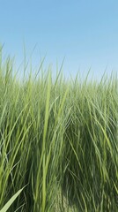 Fototapeta premium Tall green grass field under a clear blue sky on a sunny day low angle view nature background fresh and vibrant simple scene