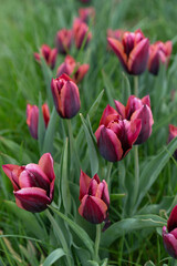 Pink and purple tulips in the garden