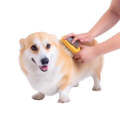 A happy corgi being brushed by a hand, showcasing pet grooming and bonding. The playful expression highlights the joy of caring for pets against a white isolated background.