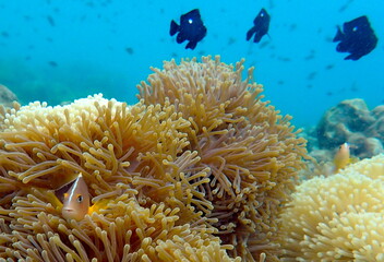Thailand sea life