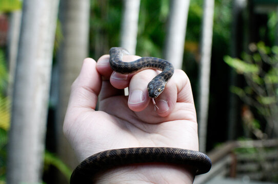 A baby snake wrapping around a wrist