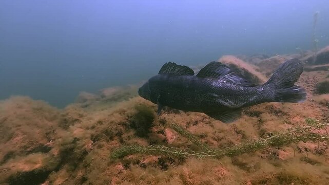 A pike perch, zander (Sander lucioperca) turns, revealing a large, mouth-shaped scar on the upper part of its tail, likely from a predatory attack by a wels catfish or northern pike.