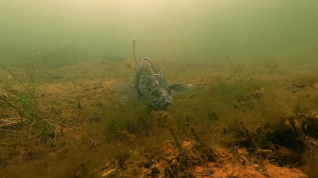 A male pike perch, zander (Sander lucioperca), hovers over its nest, fanning its fins to aerate the eggs, sending a few drifting into the water. 