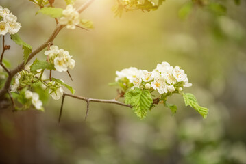 Close up blooming branch of hawthorn with white flowers on green blurred background in sunlight outdoors, selective focus