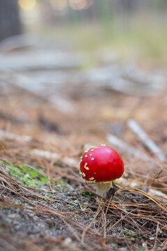 amanita muscaria, fly agaric toxic mushroom