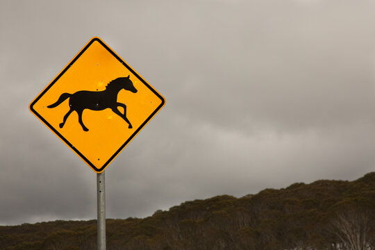 Road sign warning of brumbies in the Snowy Mountains