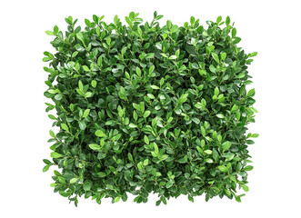 Green fresh ornamental hedge