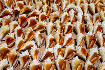 sea shells on the beach