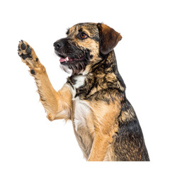Obraz premium A friendly dog with one paw raised, looking alert and expressive.