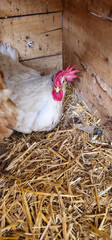 White chicken resting in a wooden coop corner on straw bedding with a red comb and wattles clearly visible, a feather from another bird nearby; Spanish greenhouses;