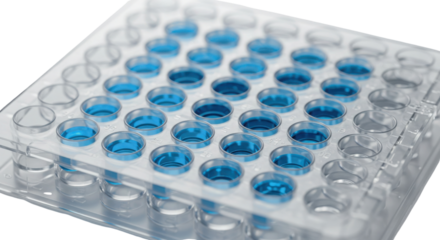 Laboratory 96 well microplate with blue liquid samples isolated on white