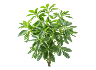 Houseplant young Schefflera