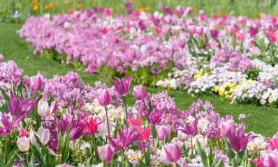 ピンクのチューリップやリナリア、パンジーが咲き乱れる美しい花畑