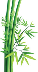 Elegant Bamboo Stalks with Lush Green Leaves