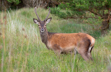 Wild Deer in the forest in Co Wicklow, Ireland