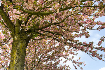 cherry blossom tree in full bloom viewed from below, with pink flowers and textured branches against a bright spring sky