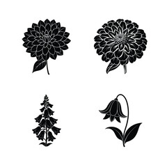 Elegant black and white floral silhouettes featuring dahlia foxglove and bellflower designs © Rakibul
