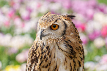 ワシミミズクの顔のクローズアップ（花畑にて）