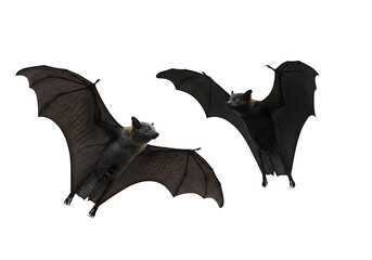 Two Black Bats in Flight: Halloween Decorations or Wildlife Images
