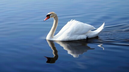 Obraz premium A swan gliding across a lake.