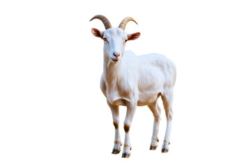 Obraz premium Majestic white goat standing isolated transparent background farm animal
