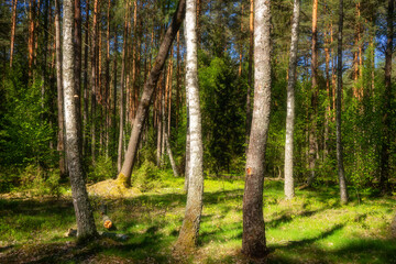 Wiosenna zieleń Puszczy Knyszyńskiej , Podlasie, Polska