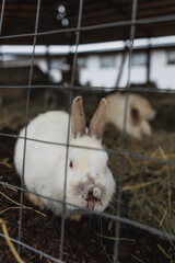 A fluffy, white rabbit can be seen situated behind a wire fence