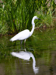 東京散歩　日比谷公園の白サギ