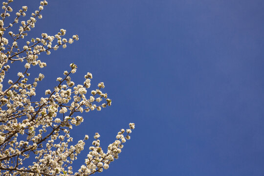 White blossoms of a flowering ornamental fruit tree against a blue sky