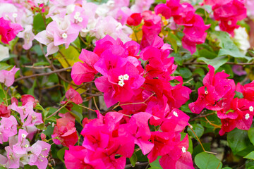 Obraz premium Colorful bougainvillea flowers in full bloom. A vibrant mix of pink, orange, yellow, and white